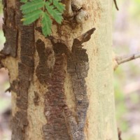 Vachellia leucophloea (Roxb.) Maslin, Seigler & Ebinger